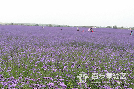 2薰衣草-李荣.jpg